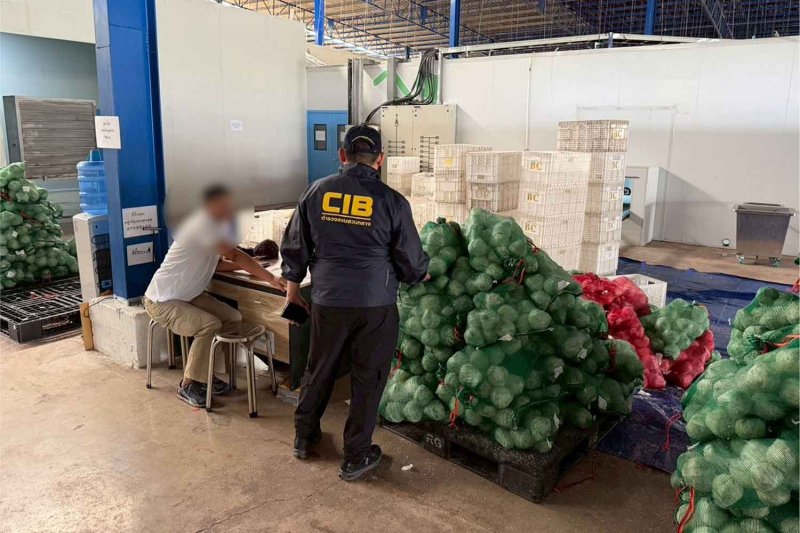 Thailand probes suspected nominee network in coconut trade as farm prices collapse