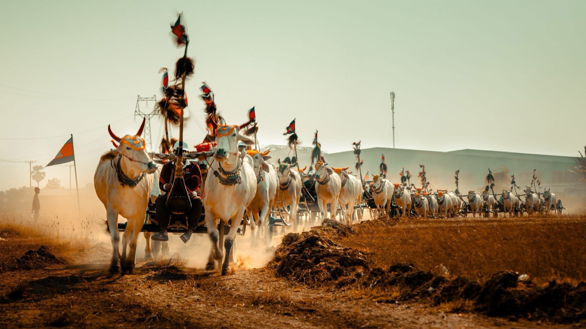 The Ox-Cart Racers of Kampong Speu